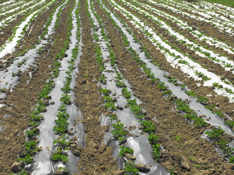 農業(yè)地膜